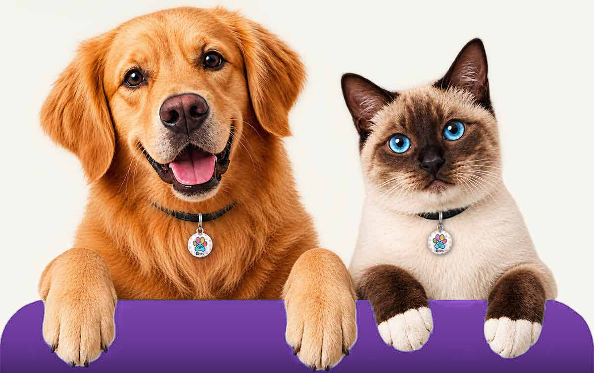 Perro golden retriever y gato siamés apoyados sobre una superficie